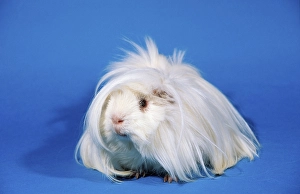 Peruvian guinea pig, white