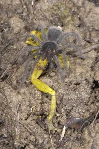 Peruvian Tarantula (Pamphobeteus sp)