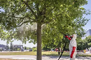 Pest control oak processionary moth on the tree with protective suit