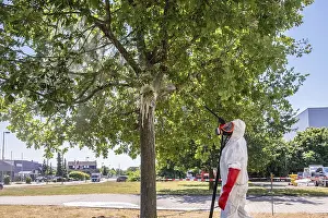 Pest control oak processionary moth on the tree with protective suit