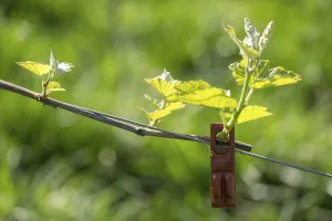 Pest control in the vineyard, young leaves of a grapevine in spring