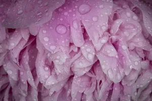 Petals, common peony (Paeonia officinalis)