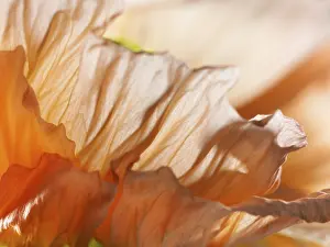 Petals of a poppy flower, Altaic poppy
