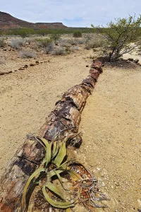 Petrified tree trunk, about 260 million years old and Welwitschia (Welwitschia mirabilis)