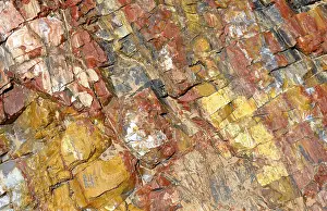 Petrified trees, fossil wood, cross section