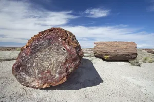 Petrified trees, Petrified Forest National Park