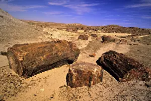 Petrified trees, Petrified Forest National Park