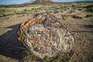 A Petrified wood of late Triassic period in Petrified Forest Nationa Park