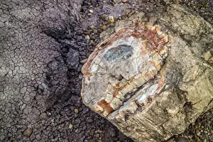 A Petrified wood of late Triassic period in Petrified Forest Nationa Park