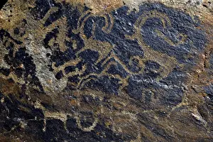 Petroglyph of a Snow leopards (Panthera uncia) and of Siberian ibex (Capra sibirica)