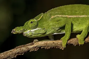 Petters petter's chameleon (Furcifer petteri)