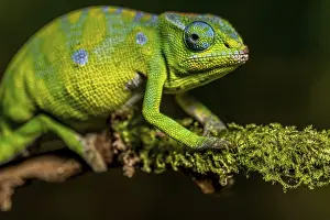 Petters petter's chameleon (Furcifer petteri)