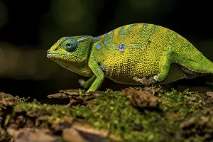 Petters petter's chameleon (Furcifer petteri)