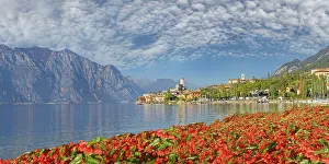 Petunias on the shore of Lake Garda with a view of the Castello Scaligero of the historic coastal town of Malcesine