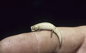 Peyrieras Pygmy Chameleon (Brookesia peyrierasi)