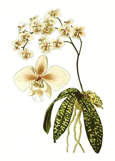 Phalaenopsis schilleriana, orchid