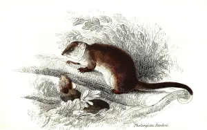 Phalangista (marsupialia) Banksii, syn
