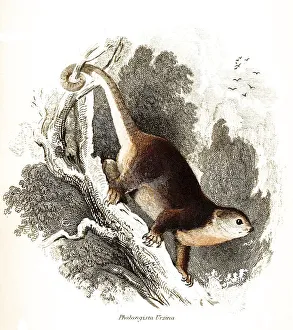 Phalangista ursina syn, sulawesi bear cuscus (Ailurops ursinus)