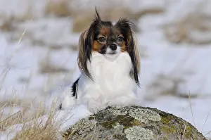 Phalene, Continental Toy Spaniel