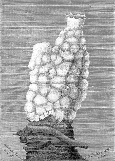 Phallusia mamillaris
