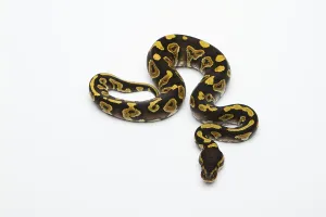 Phantom Yellow Belly Ball Python or Royal Python (Python regius)