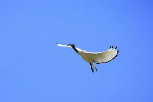 Pharaoh ibis (Threskiornis aethiopicus)