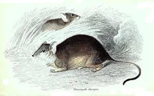 Phascogale flavipes, Yellow-footed marsupial mouse