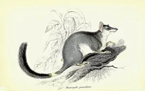 Phascogale penicillata, Pinselschwanzbeutler