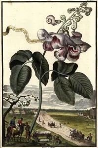 Phaselus cochleatus Orchidee and Pueden-Buehl