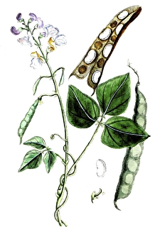 Phaseolus vulgaris, garden bean, also green bean, runner bean, digital reproduction of a historical model, between 1790 and 1810