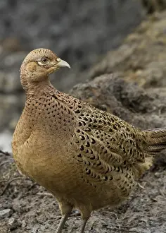Pheasant female bird in the wild closeup