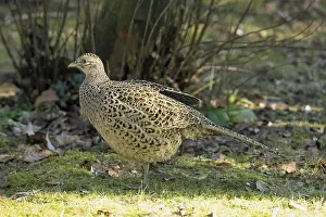 Pheasant female standing in green grass looking left