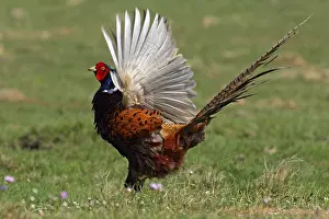 Pheasant flattering with the wings - common pheasant - ring-necked pheasant - male (Phasianus colchicus)