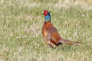 Pheasant, hunting pheasant (Phasianus colchicus)