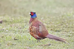 Pheasant, hunting pheasant (Phasianus colchicus)
