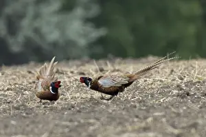 Pheasant two males mating in a field facing each other