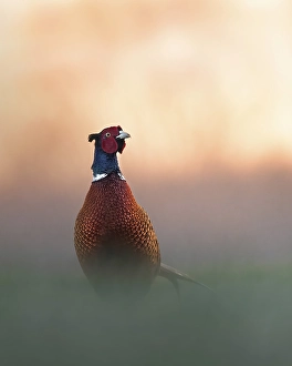 Pheasant (Phasianus colchicus)