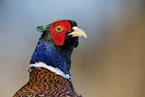 Pheasant, (Phasianus colchicus)