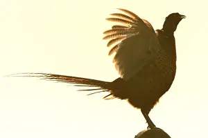 Pheasant (Phasianus colchicus)