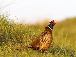 Pheasant (Phasianus colchicus) or hunting pheasant