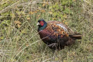 Pheasant (Phasianus colchicus) male in the tall grass