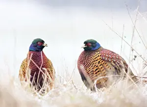 Pheasant, Phasianus. Two wild male bird stands on the snow