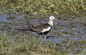 Pheasant-tailed jacana (Hydrophasianus chirurgus) adult