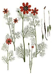 Pheasant's eye (Adonis) hortensis minor