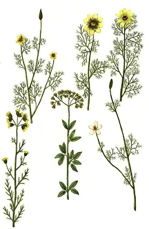Pheasant's eye (Adonis) lutea