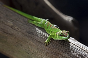Phelsuma (Phelsuma), day gecko, Mauritius, Africa