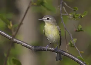 Philadelphia Vireo (Vireo philadelphicus)