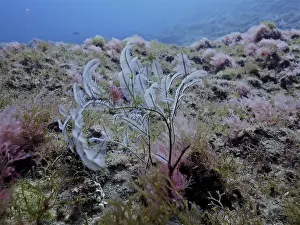 Philippine fern (Macrorhynchia philippina)