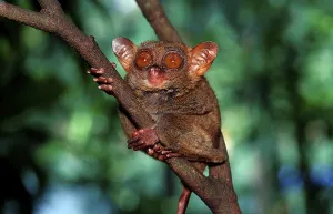 Philippine Tarsier (Tarsius syrichta)