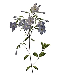 Phlox (Phlox paniculata) reptans